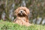 LHASSA APSO 237